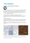 Exploring the Brain Specific Proteome