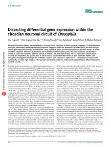 Dissecting differential gene expression within the circadian neuronal