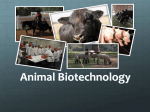 Animal Biotechnology - Killingly Public Schools