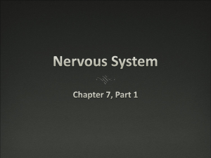 Nervous System