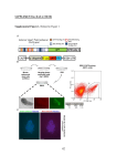 ISL1 cardiovascular progenitor cells for cardiac repair after