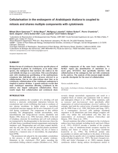 Genetic control of cellularisation