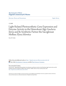 Light-Related Photosynthetic Gene Expression and Enzyme Activity