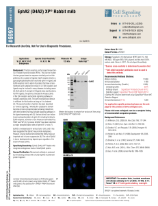 EphA2 (D4A2) XP® Rabbit mAb