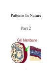 Membranes around cells provide separation