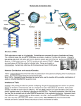 Study Guide for Genetics Quiz: Structure of DNA: DNA molecules
