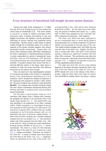 X-ray structure of functional full-length dynein motor domain - SPring-8