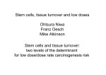 Stem cells and tissue turnover