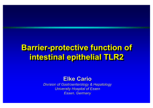 Barrier-protective function of intestinal epithelial TLR2 Barrier