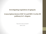Investigating regulation of aging by transcription factors DAF 16 and