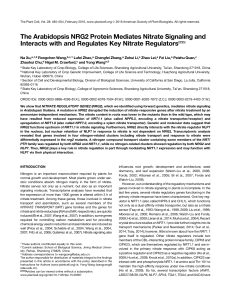 The Arabidopsis NRG2 Protein Mediates Nitrate