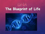 DNA structure
