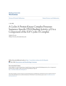A Cyclin A-Protein Kinase Complex Possesses