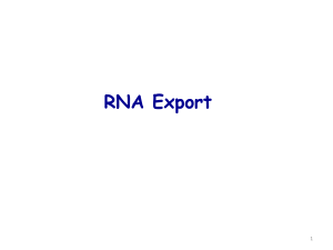 mRNA Export - e