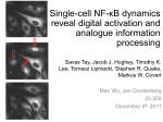 Single-cell NF-*B dynamics reveal digital activation
