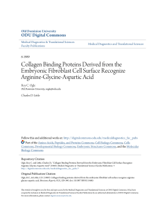 Collagen Binding Proteins Derived from the Embryonic Fibroblast
