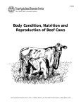 Body Condition, Nutrition and Reproduction of Beef Cows