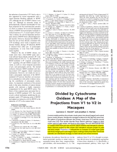 Divided by Cytochrome Oxidase: A Map of the Projections from V1 to