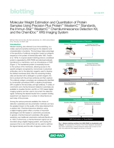 Molecular Weight Estimation - Bio-Rad