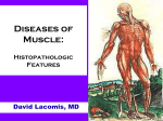 Muscle Pathology
