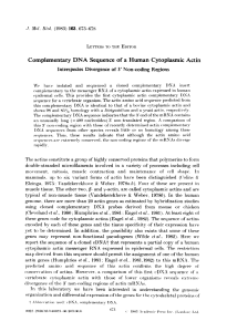 Complementary DNA Sequence of a Human Cytoplasmic Actin