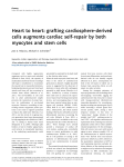 Heart to heart: grafting cardiosphere‐derived cells augments cardiac