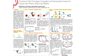 Fluorescent High-Throughput Conjugation and Deconjugation