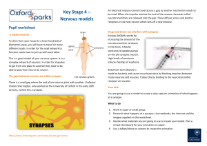 KS4_nervous_models_Pupil_Sheets