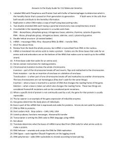 Answers to the Study Guide for C12 Molecular Genetics Labeled