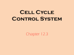 Cell Cycle Control System