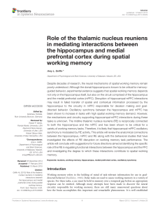 Role of the thalamic nucleus reuniens in mediating interactions