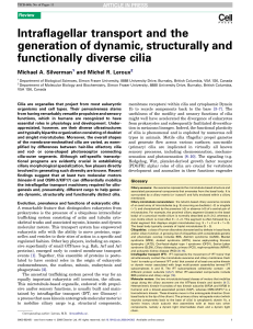 Intraflagellar transport and the generation of dynamic, structurally