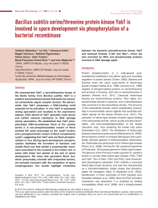 Bacillus subtilis serine/threonine protein kinase YabT is involved in