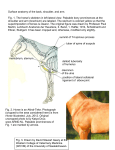 caudal cutaneous antebrachial nerve