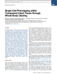 Single-Cell Phenotyping within Transparent Intact Tissue through