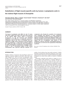 Ectopic expression of beta-cytoplasmic actin