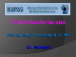 E. coli Urinary Tract Infection (UTI)