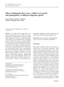 Effect of Diaporthe RNA virus 1 (DRV1) on growth and