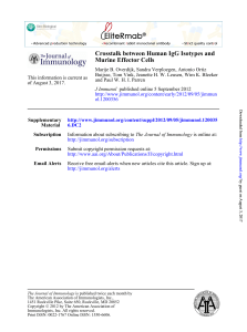 Murine Effector Cells Crosstalk between Human IgG Isotypes and