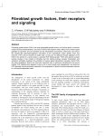 Fibroblast growth factors, their receptors and
