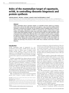 Roles of the mammalian target of rapamycin