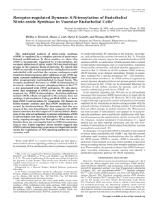 Receptor-regulated Dynamic S-Nitrosylation of Endothelial Nitric