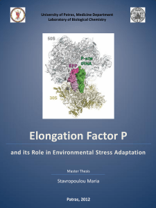 Elongation Factor P