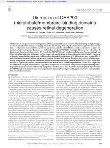 Disruption of CEP290 microtubule/membrane-binding domains