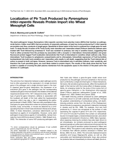 Localization of Ptr ToxA Produced by Pyrenophora tritici