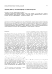 Signaling pathways at the leading edge of chemotaxing cells