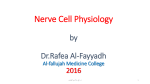 Nerve Cell Physiology