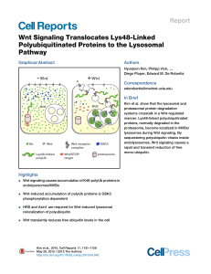 Wnt Signaling Translocates Lys48-Linked