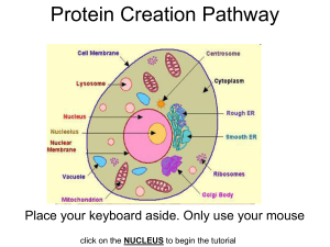 Protein Creation Pathway