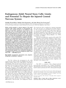 Endogenous adult neural stem cells: Limits and potential to repair